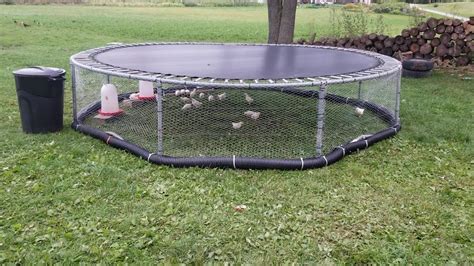 trampoline chicken tractor